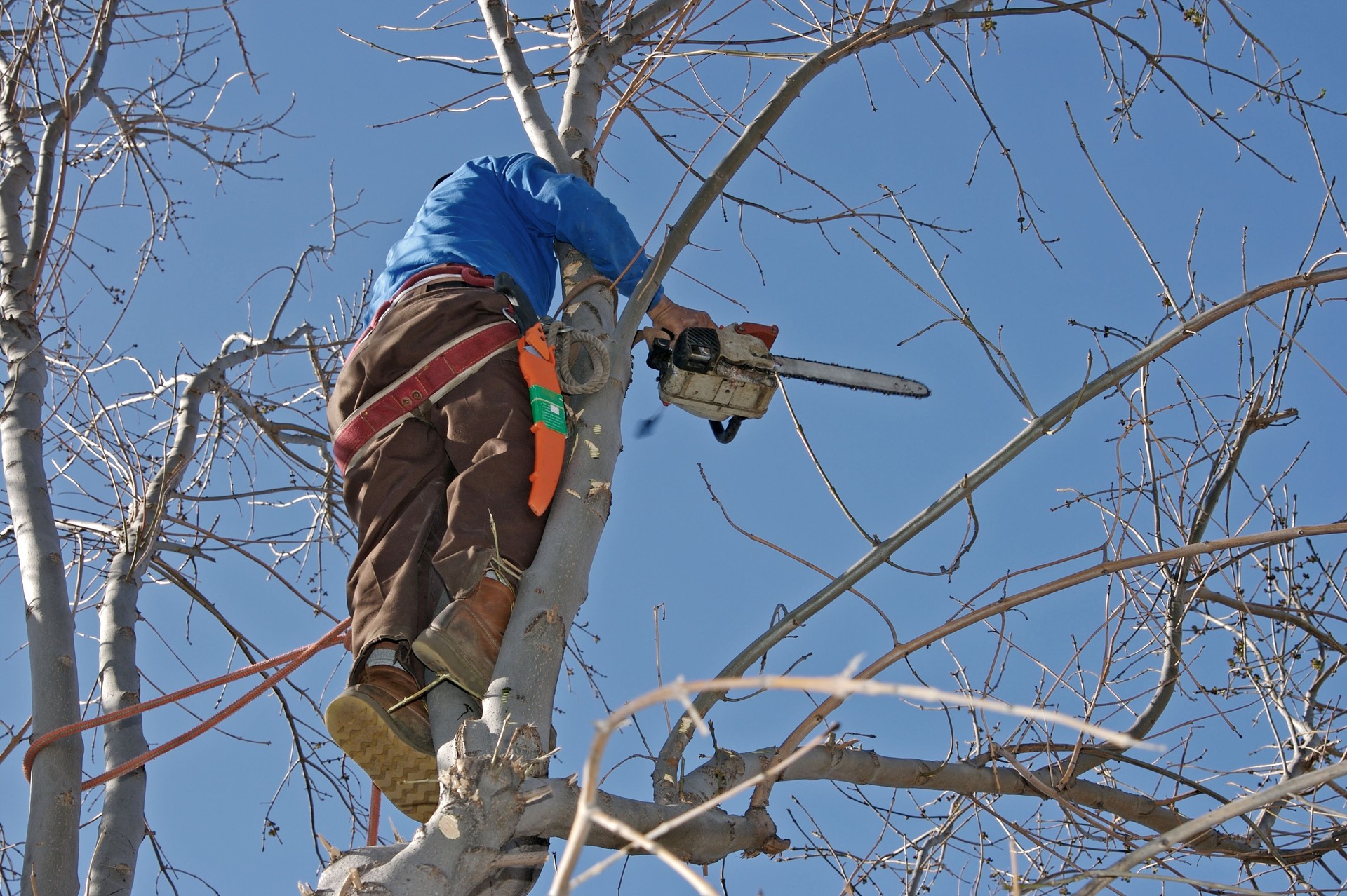 Arborist Up a Tree