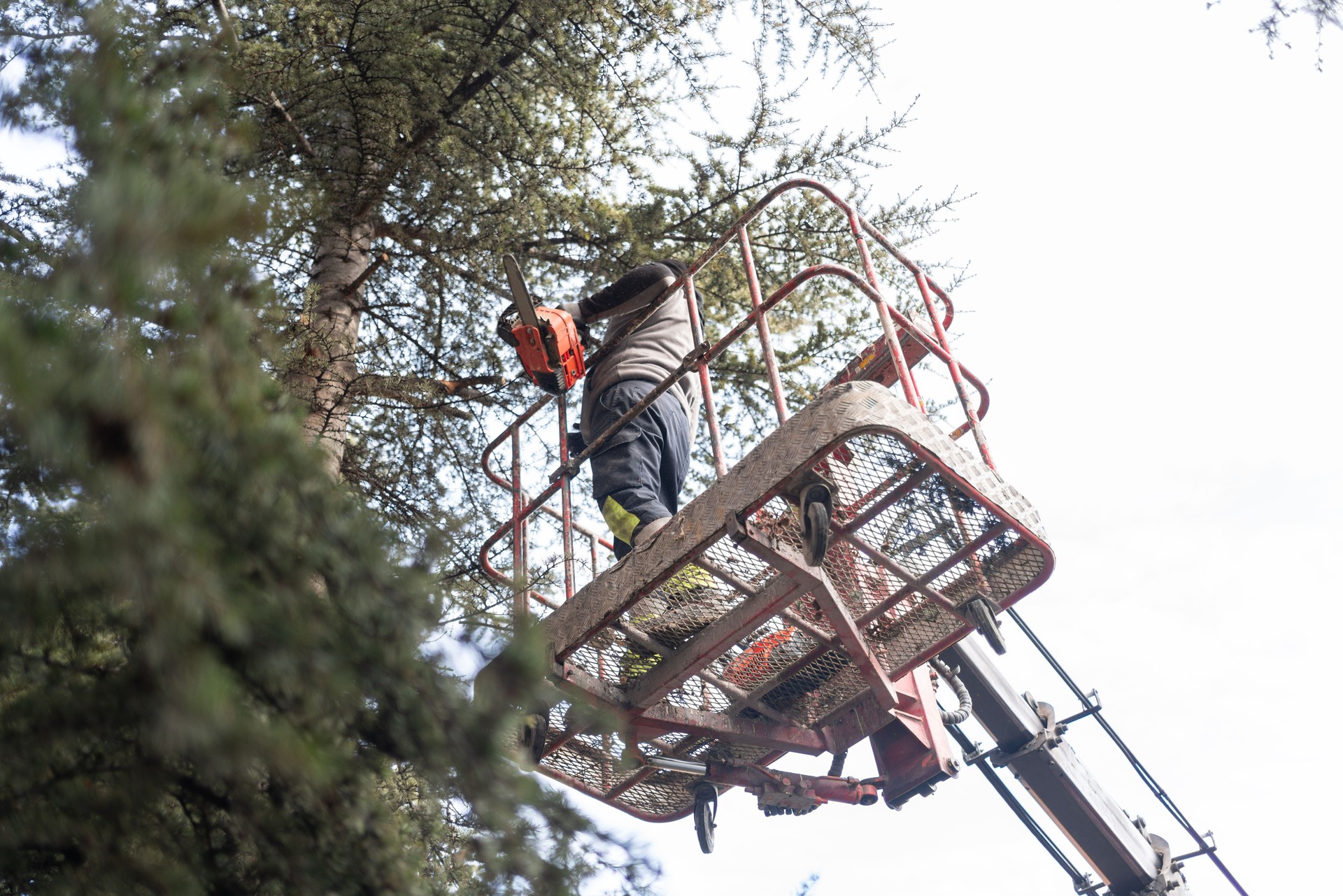 Lumberjack Cutting Down A Tree On The Platform